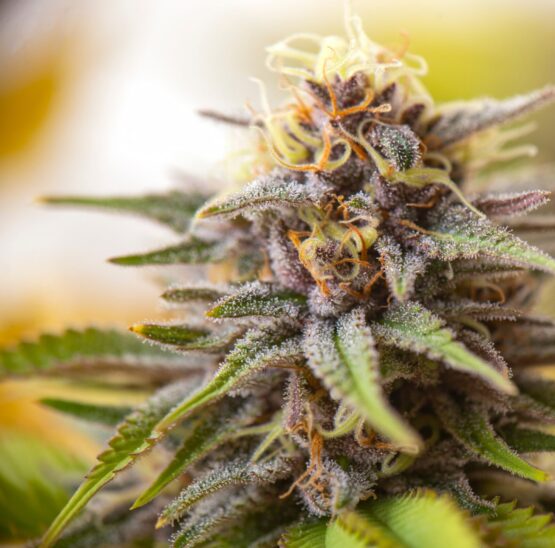 Purple queen hybrid cannabis strain