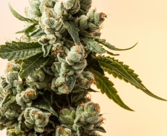 Macro close up of drying marijuana